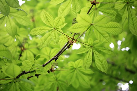 leaf background