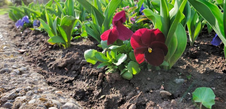 Horned Violet Pile