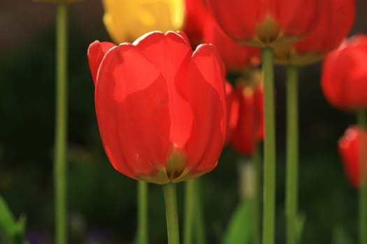tulips background