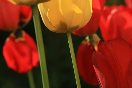 tulips background