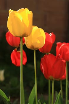 tulips background