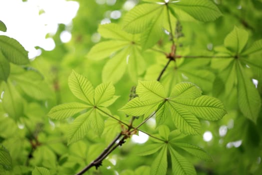 leaf background
