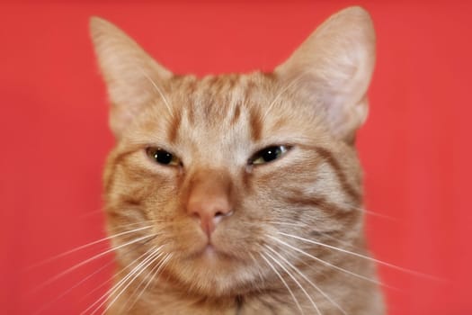 Cat,European Shorthair