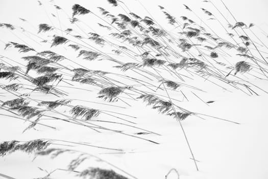 Reeds in the snow
