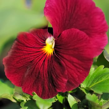 horned pansy