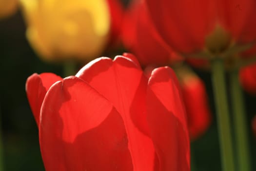 tulips background