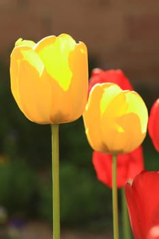 tulips background