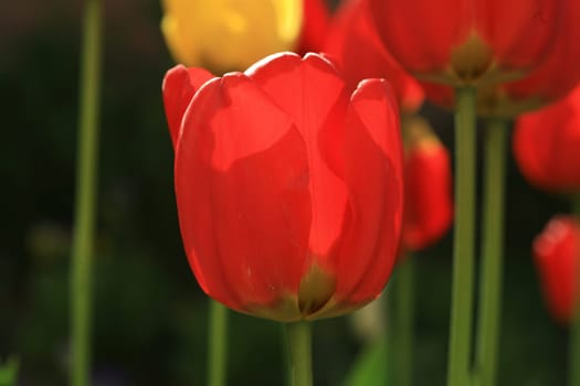 tulips background