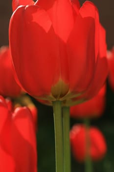 tulips background