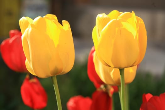 tulips background