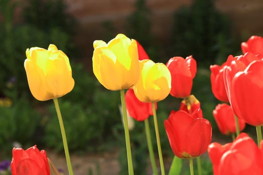 tulips background