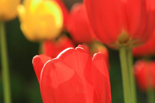 tulips background