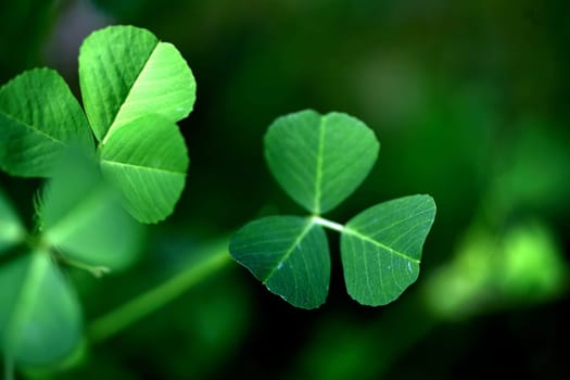green plant