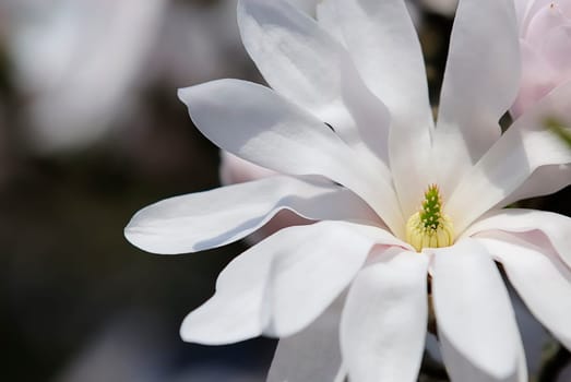 Star Magnolia 9