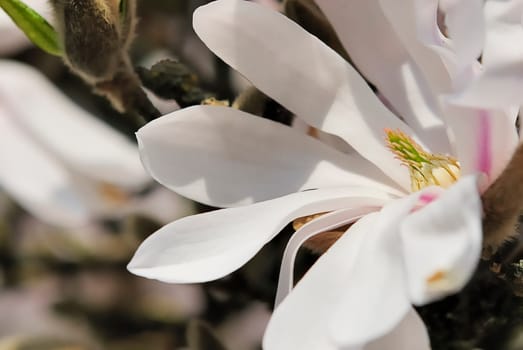 Star Magnolia 22