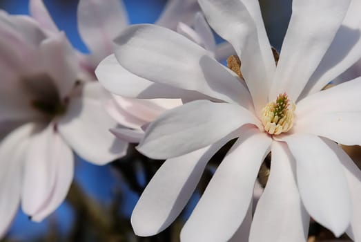 Star Magnolia 23