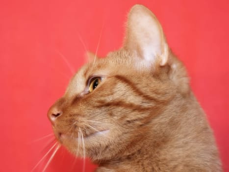 Cat,European Shorthair