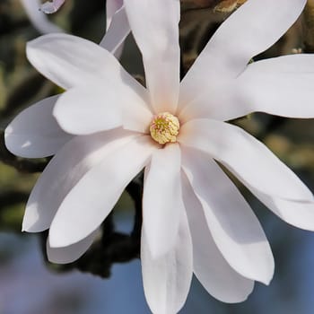Star Magnolia 33