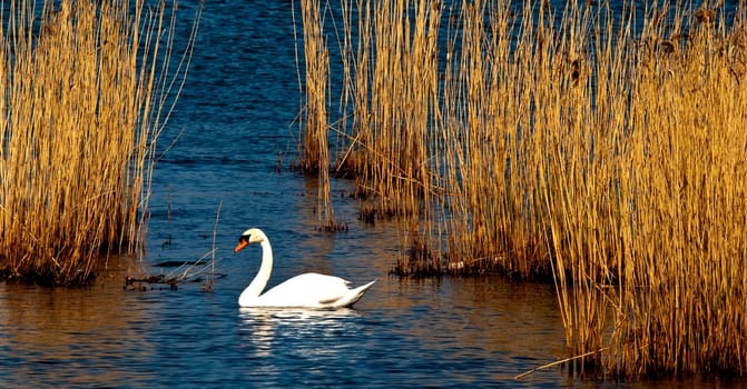 Swan