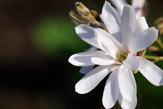Star Magnolia 2