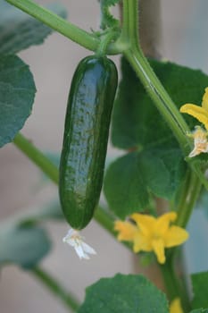 cucumber background