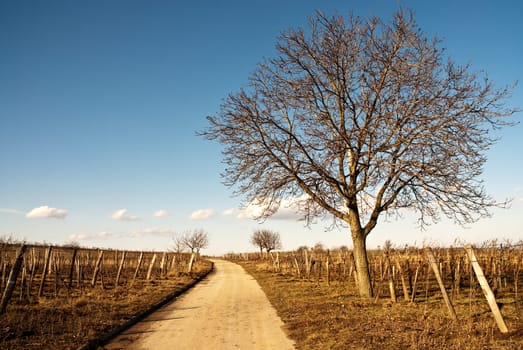 Path through vineyards