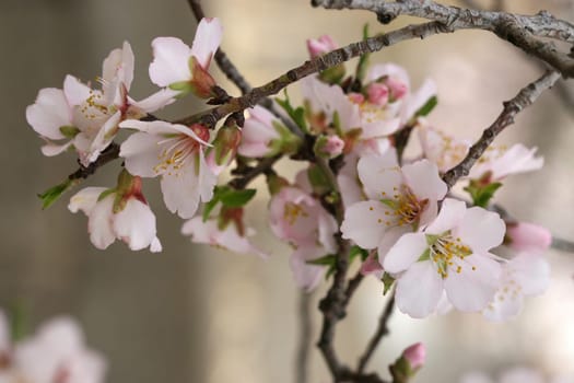 spring