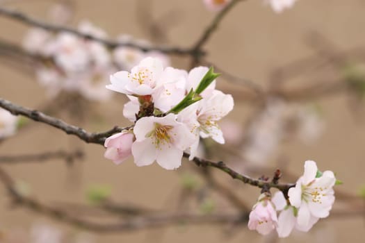 spring