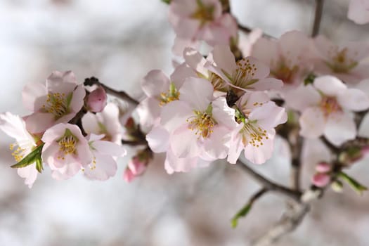 spring