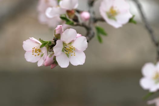 spring