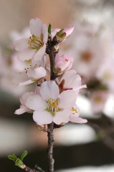 spring