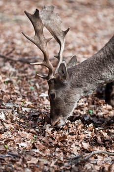 Fallow deer Dama dama