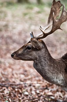 Fallow deer Dama dama
