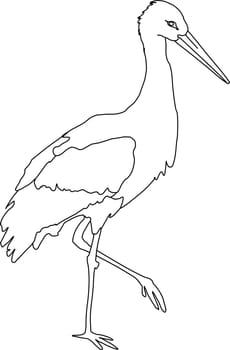 white stork