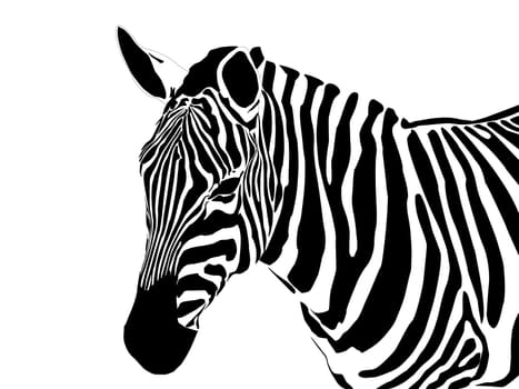 zebra