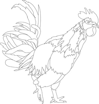 cock