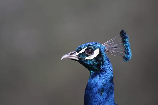 Proud Peacock