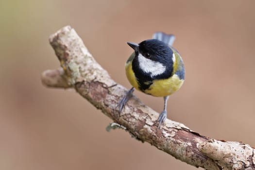 Great Tit, Parus major