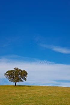 Solitary tree on blue sky