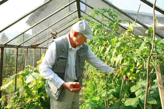 Harvest from glasshouse