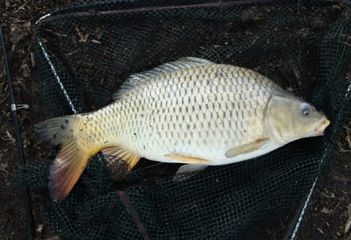 Carp - Cyprinus carpio