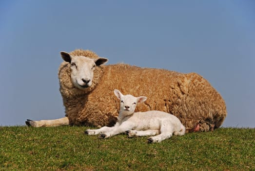 sheep