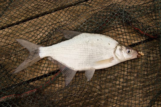Abramis Brama - Young Bream