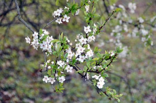 Blackthorn blossom