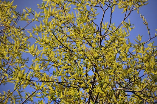 Willow blossom