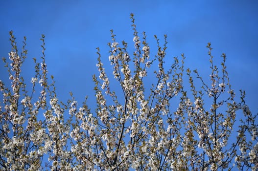 Apple blossom