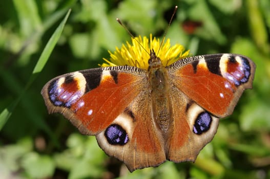 Peacock Eye,Butterfly,inachis io