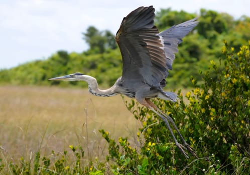 Great blue heron