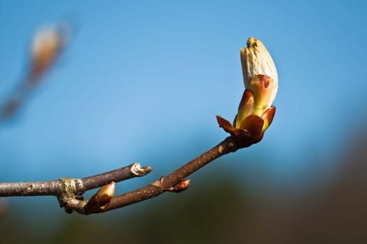 Horse chestnut - Aesculus hippocastanum
