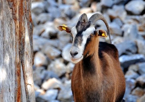 Goat in the mountains of Crete, Greece.